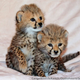 Illustration for article titled ZOMG CONSOLIDATED CUTENESS OF THE BABY ANIMALS!!!